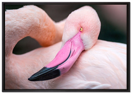 schöner Flamingo auf Leinwandbild gerahmt Größe 100x70