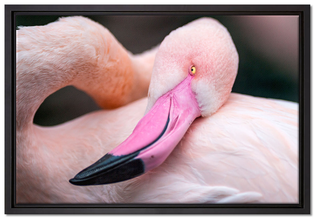 schöner Flamingo auf Leinwandbild gerahmt Größe 60x40