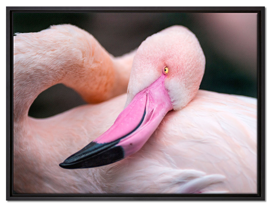 schöner Flamingo auf Leinwandbild gerahmt Größe 80x60