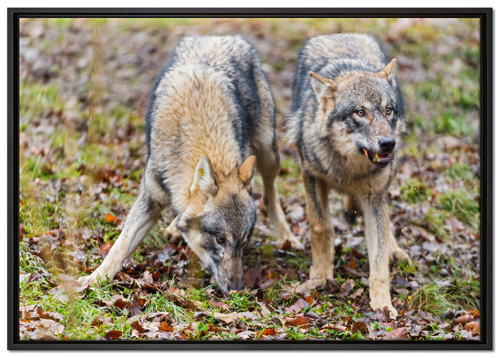 gefährliche Wölfe auf Leinwandbild gerahmt Größe 100x70