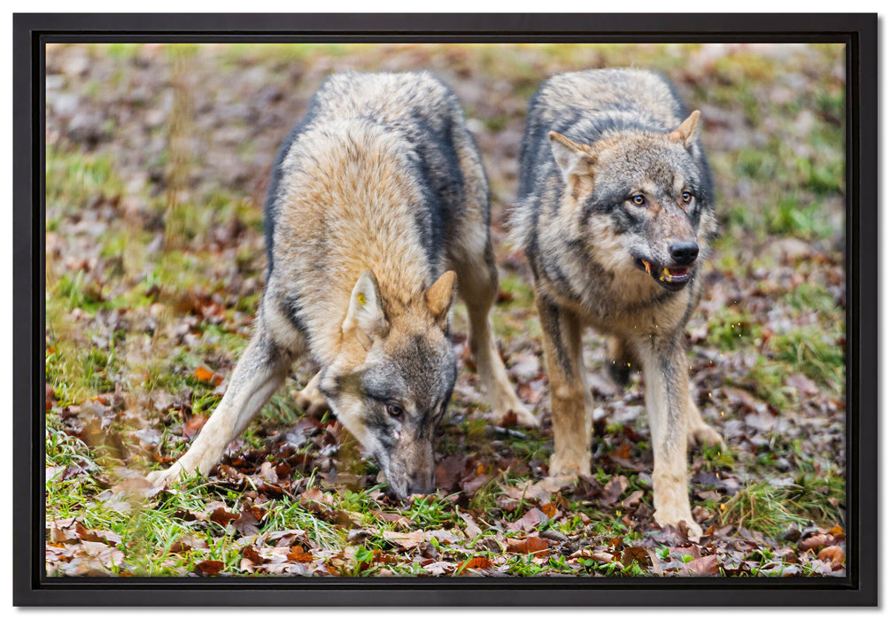 gefährliche Wölfe auf Leinwandbild gerahmt Größe 60x40