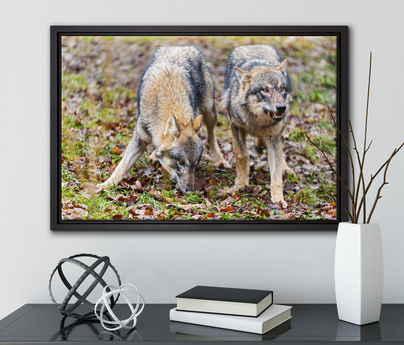 gefährliche Wölfe auf Leinwandbild gerahmt mit Kirschblüten