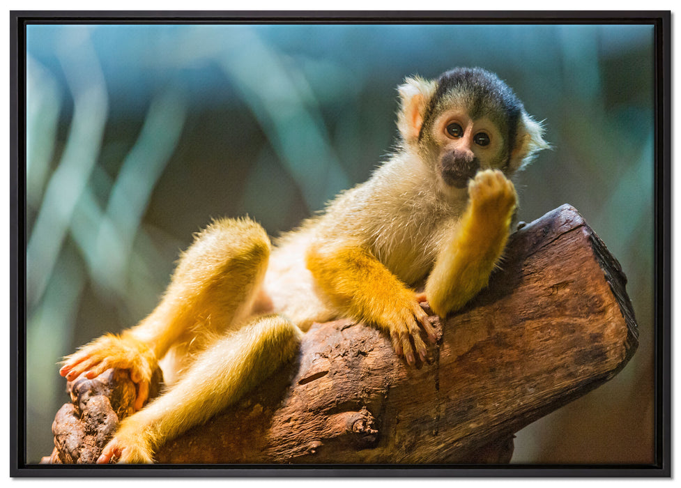 Kapuzineräffchen auf Baum auf Leinwandbild gerahmt Größe 100x70