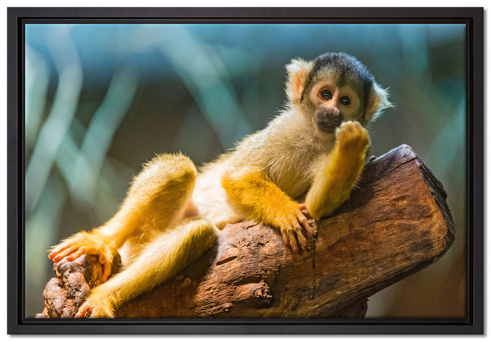 Kapuzineräffchen auf Baum auf Leinwandbild gerahmt Größe 60x40