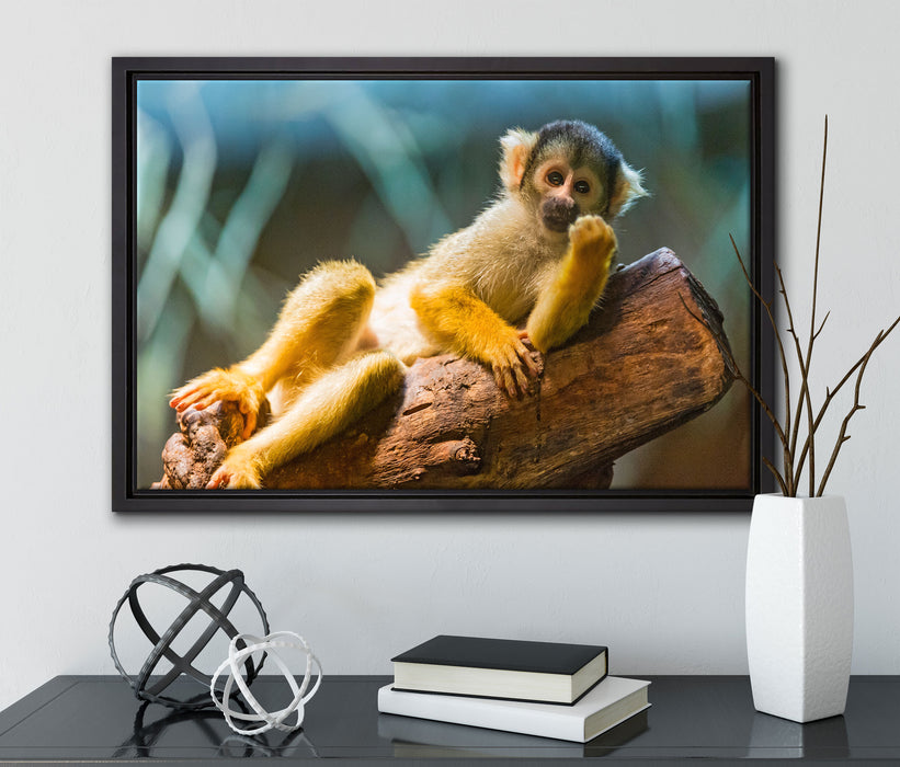 Kapuzineräffchen auf Baum auf Leinwandbild gerahmt mit Kirschblüten