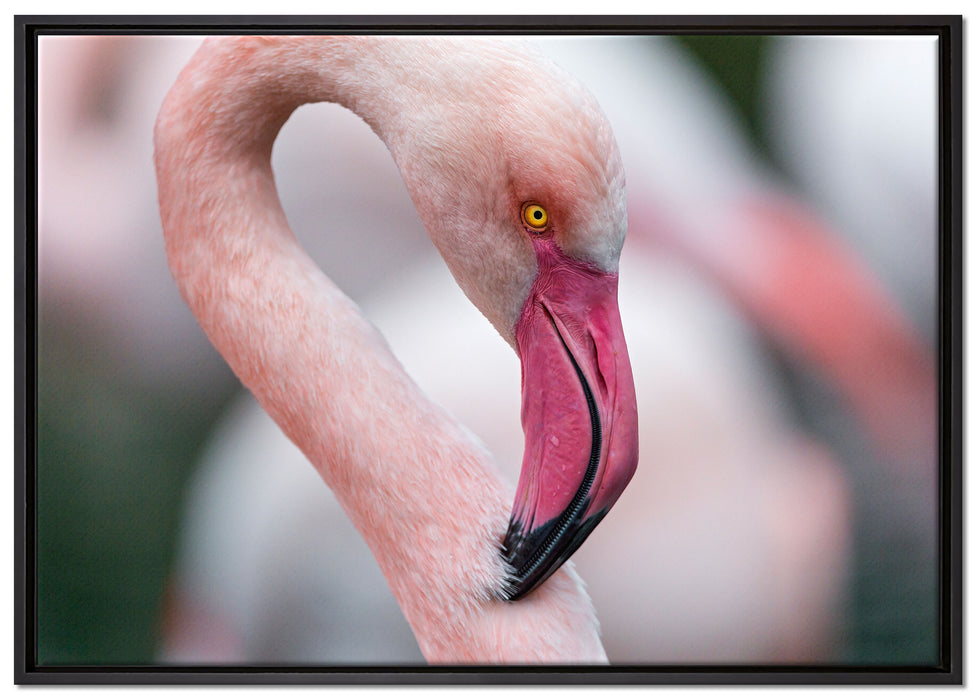 prächtiger Flamingo auf Leinwandbild gerahmt Größe 100x70