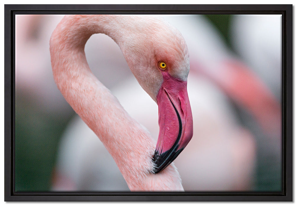 prächtiger Flamingo auf Leinwandbild gerahmt Größe 60x40