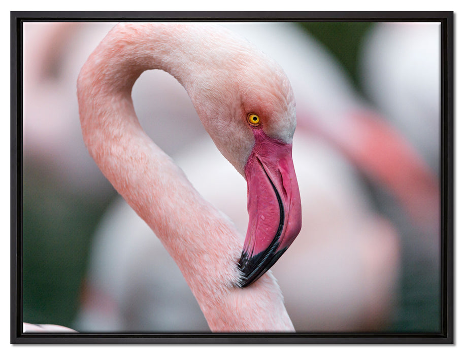 prächtiger Flamingo auf Leinwandbild gerahmt Größe 80x60