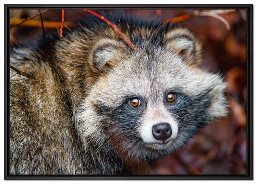 scheuer Waschbär auf Leinwandbild gerahmt Größe 100x70