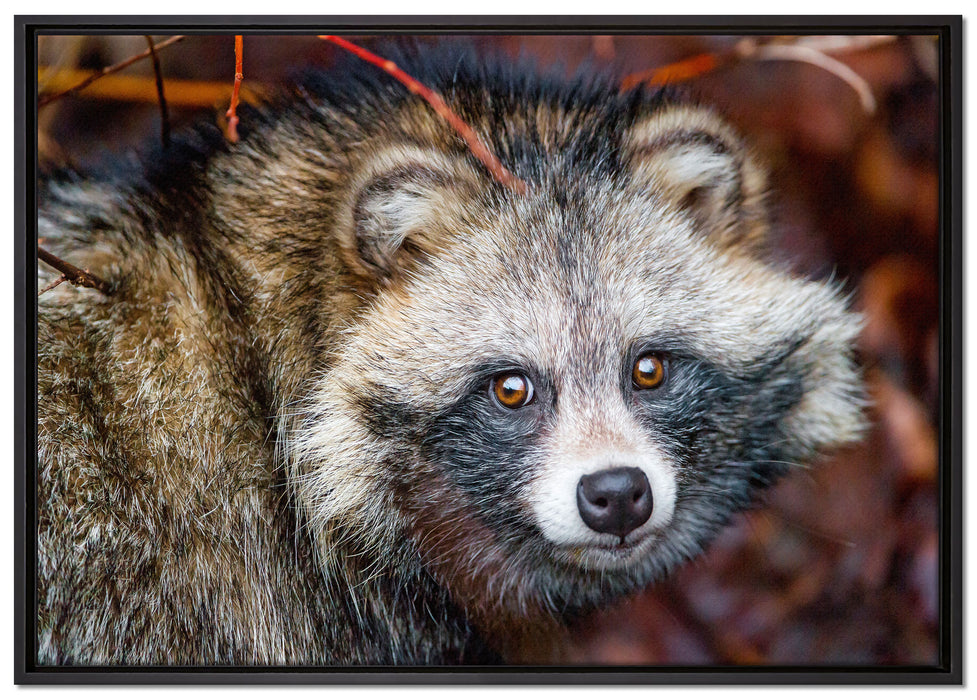 scheuer Waschbär auf Leinwandbild gerahmt Größe 100x70