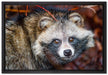 scheuer Waschbär auf Leinwandbild gerahmt Größe 60x40