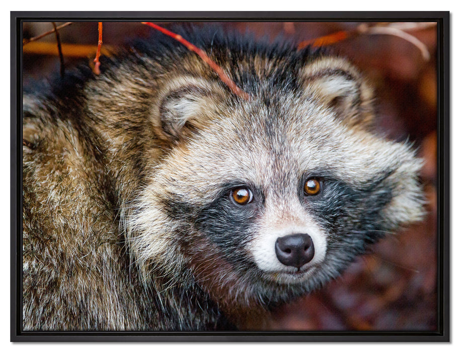 scheuer Waschbär auf Leinwandbild gerahmt Größe 80x60