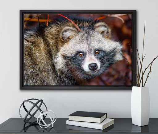 scheuer Waschbär auf Leinwandbild gerahmt mit Kirschblüten