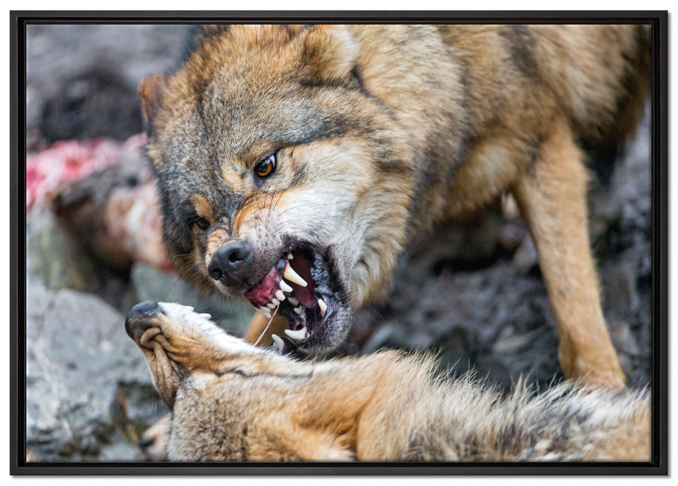 kämpfende Wölfe auf Leinwandbild gerahmt Größe 100x70