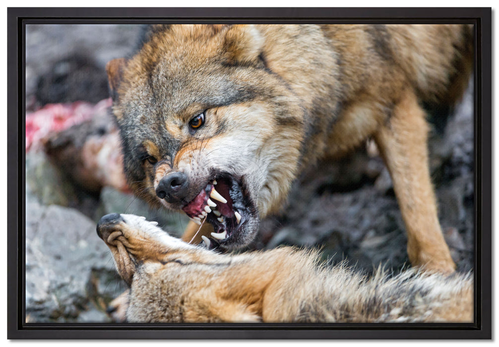 kämpfende Wölfe auf Leinwandbild gerahmt Größe 60x40