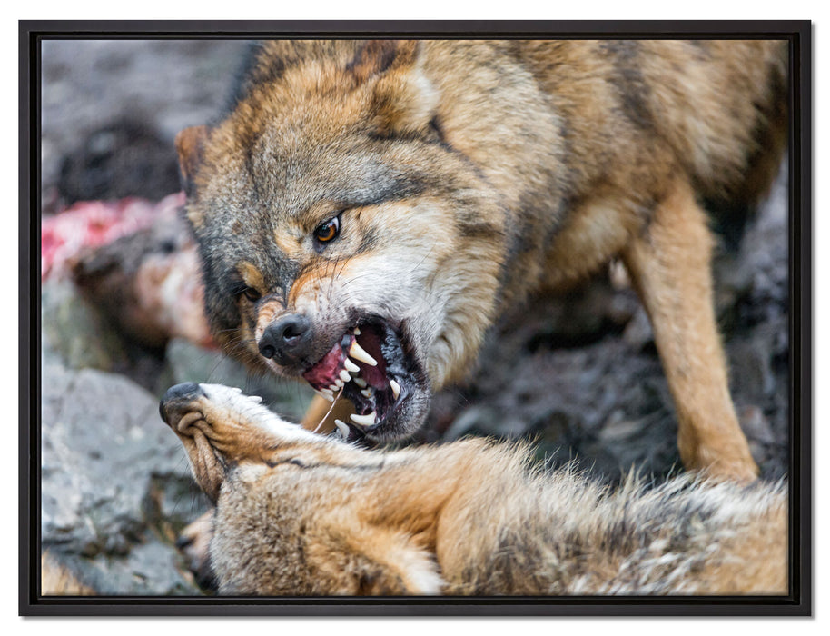 kämpfende Wölfe auf Leinwandbild gerahmt Größe 80x60