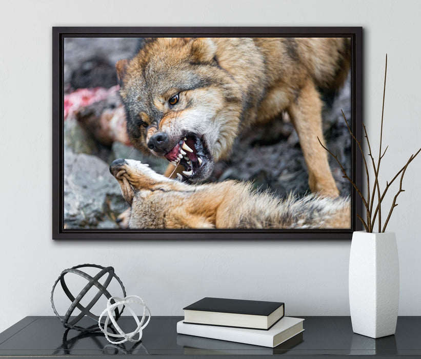 kämpfende Wölfe auf Leinwandbild gerahmt mit Kirschblüten