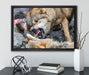 kämpfende Wölfe auf Leinwandbild gerahmt mit Kirschblüten