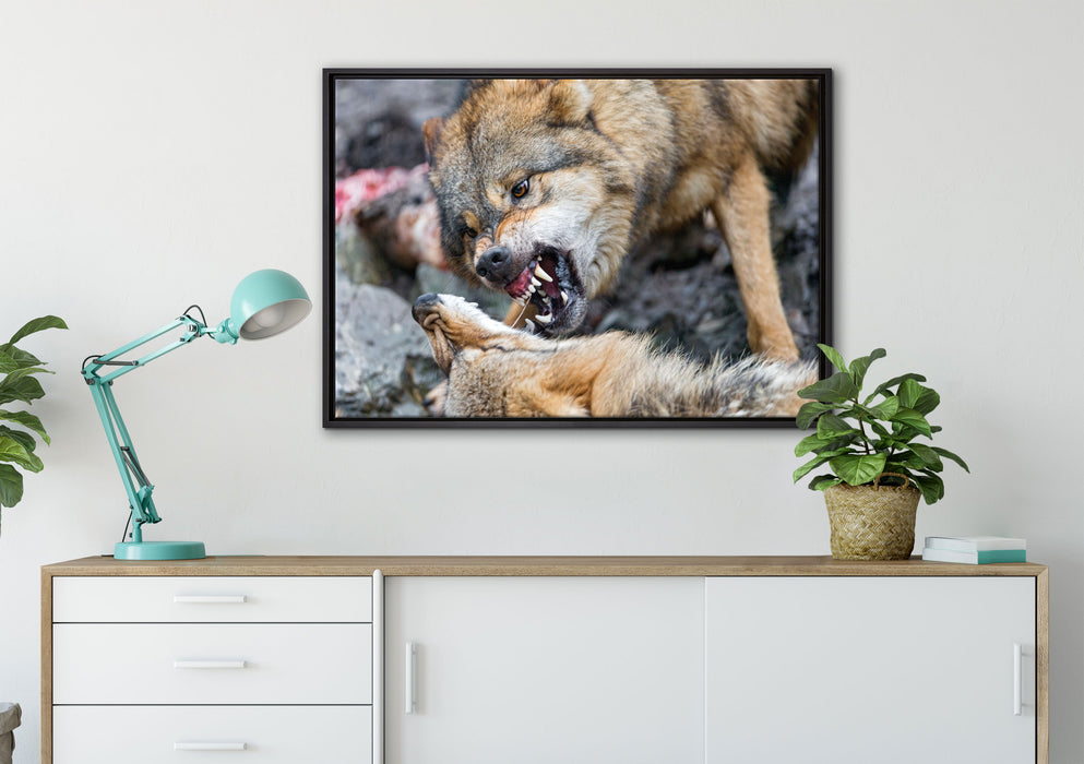 kämpfende Wölfe auf Leinwandbild gerahmt verschiedene Größen im Wohnzimmer