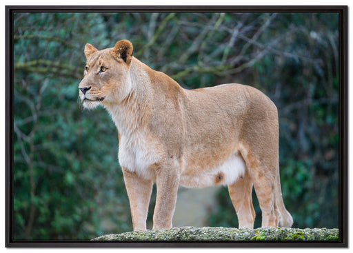 majestätische Löwin auf Leinwandbild gerahmt Größe 100x70