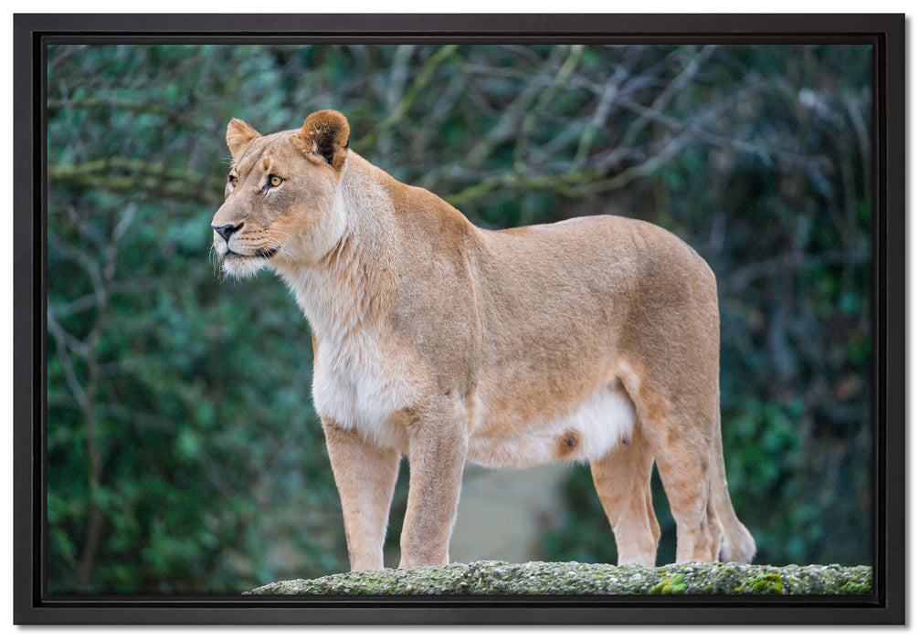 majestätische Löwin auf Leinwandbild gerahmt Größe 60x40