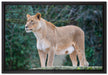 majestätische Löwin auf Leinwandbild gerahmt Größe 60x40