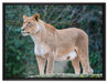 majestätische Löwin auf Leinwandbild gerahmt Größe 80x60