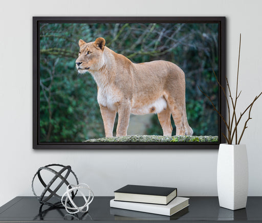 majestätische Löwin auf Leinwandbild gerahmt mit Kirschblüten