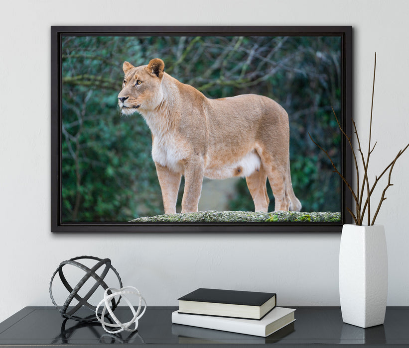 majestätische Löwin auf Leinwandbild gerahmt mit Kirschblüten