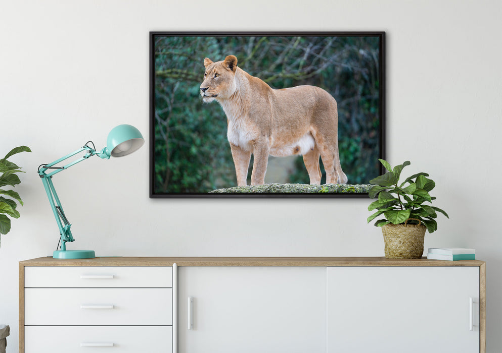 majestätische Löwin auf Leinwandbild gerahmt verschiedene Größen im Wohnzimmer