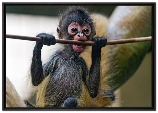 Orang-Utan-Junges isst auf Leinwandbild gerahmt Größe 100x70