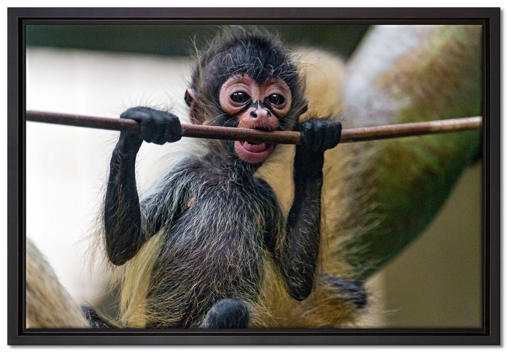 Orang-Utan-Junges isst auf Leinwandbild gerahmt Größe 60x40