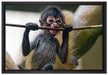 Orang-Utan-Junges isst auf Leinwandbild gerahmt Größe 60x40