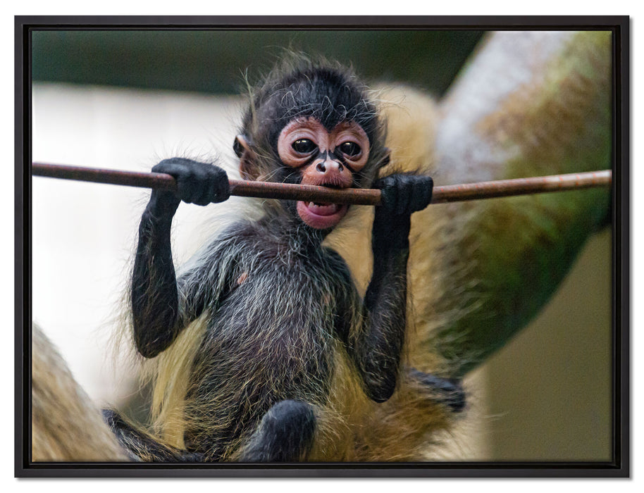 Orang-Utan-Junges isst auf Leinwandbild gerahmt Größe 80x60