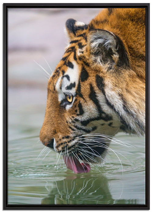 Tiger am Wasserloch auf Leinwandbild gerahmt Größe 100x70
