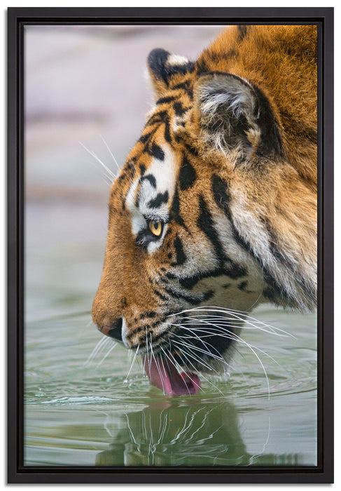 Tiger am Wasserloch auf Leinwandbild gerahmt Größe 60x40