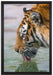 Tiger am Wasserloch auf Leinwandbild gerahmt Größe 60x40