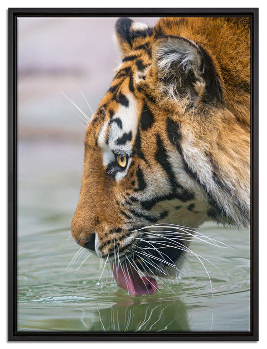 Tiger am Wasserloch auf Leinwandbild gerahmt Größe 80x60