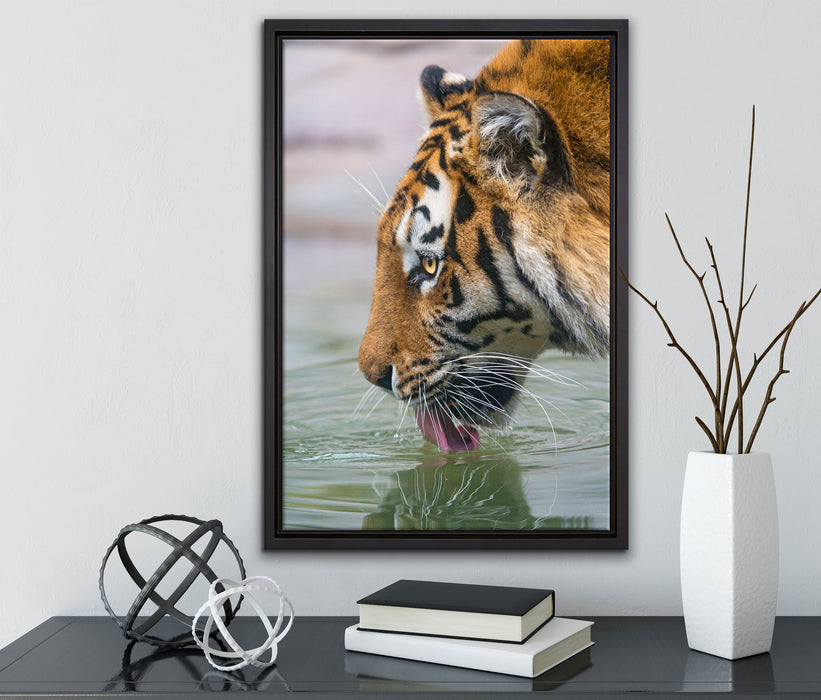 Tiger am Wasserloch auf Leinwandbild gerahmt mit Kirschblüten