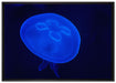 leuchtend blaue Qualle auf Leinwandbild gerahmt Größe 100x70