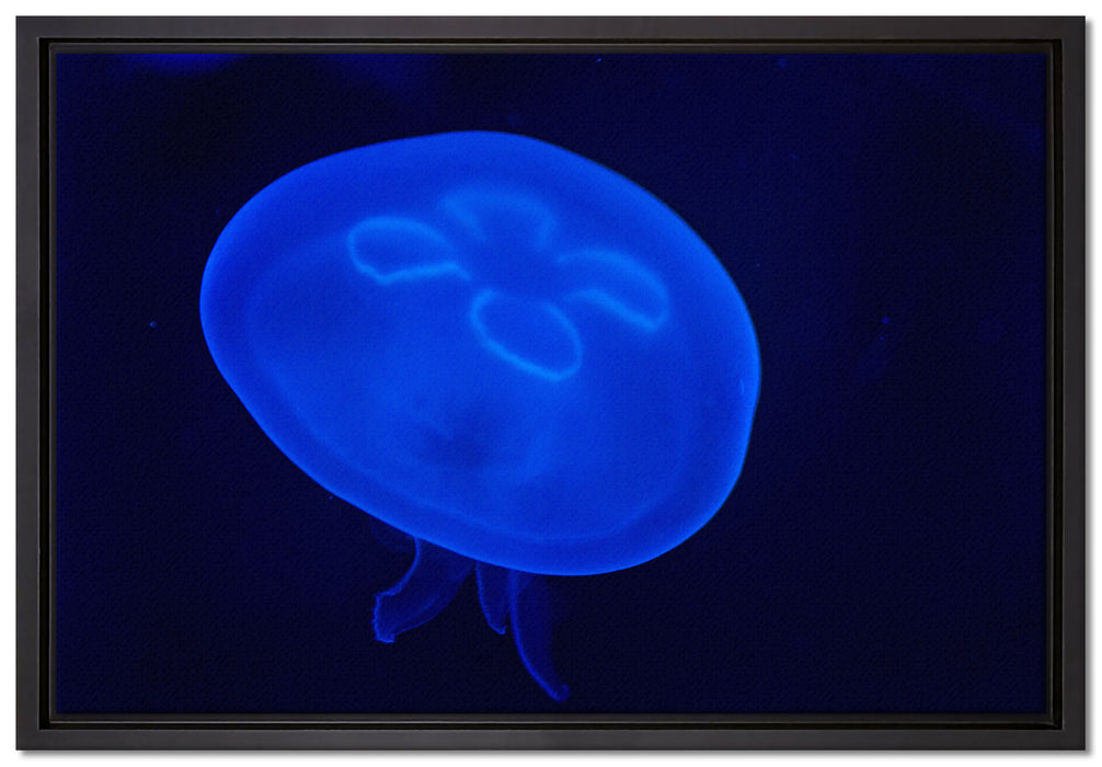 leuchtend blaue Qualle auf Leinwandbild gerahmt Größe 60x40