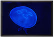 leuchtend blaue Qualle auf Leinwandbild gerahmt Größe 60x40