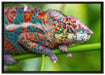 buntes Pantherchamäleon auf Leinwandbild gerahmt Größe 100x70