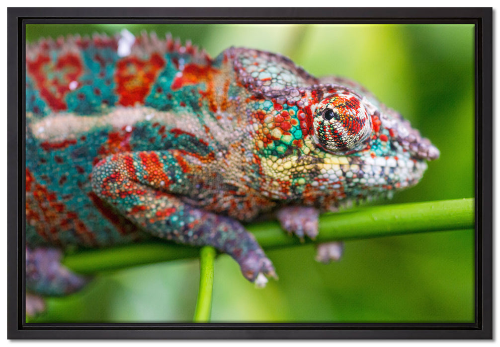 buntes Pantherchamäleon auf Leinwandbild gerahmt Größe 60x40