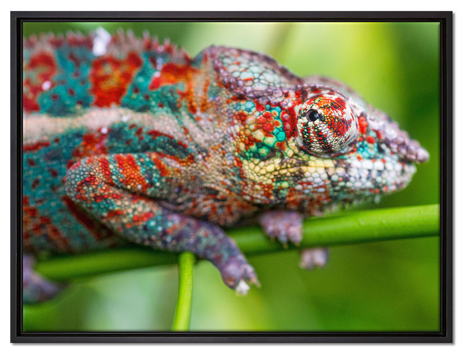 buntes Pantherchamäleon auf Leinwandbild gerahmt Größe 80x60
