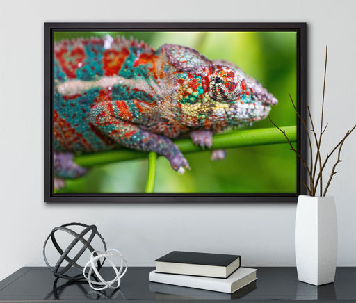buntes Pantherchamäleon auf Leinwandbild gerahmt mit Kirschblüten