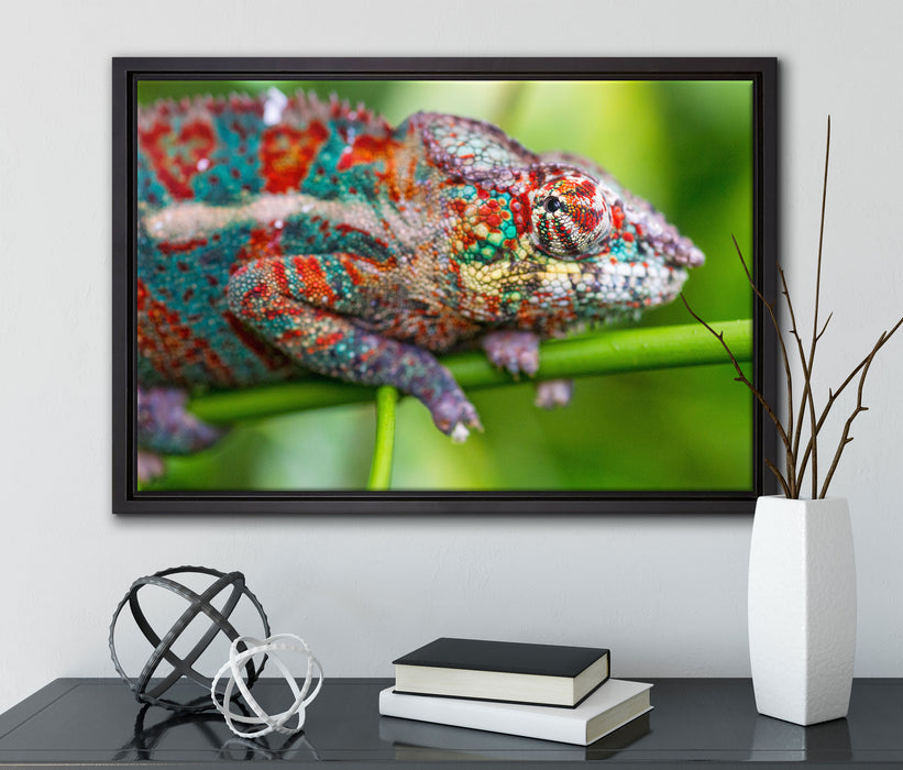 buntes Pantherchamäleon auf Leinwandbild gerahmt mit Kirschblüten