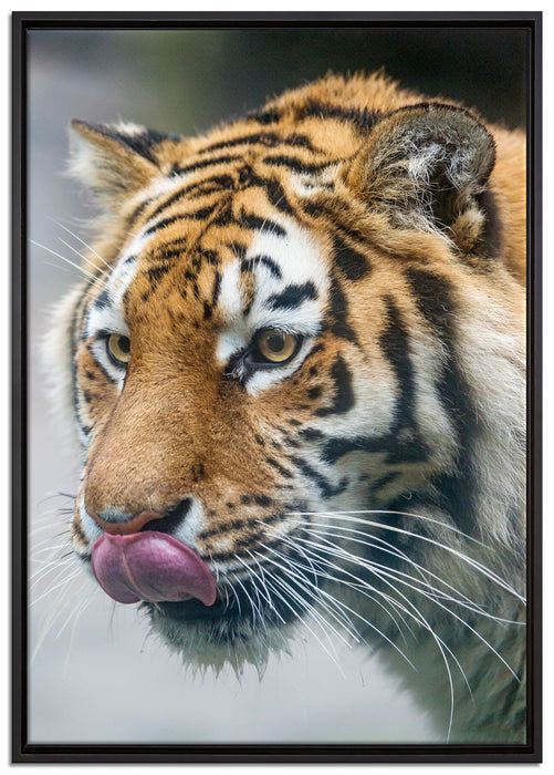 anmutiger Tiger auf Leinwandbild gerahmt Größe 100x70
