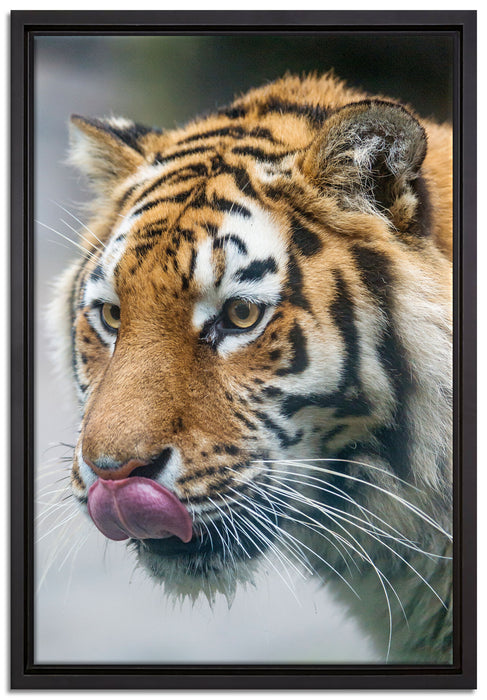 anmutiger Tiger auf Leinwandbild gerahmt Größe 60x40