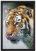 anmutiger Tiger auf Leinwandbild gerahmt Größe 60x40